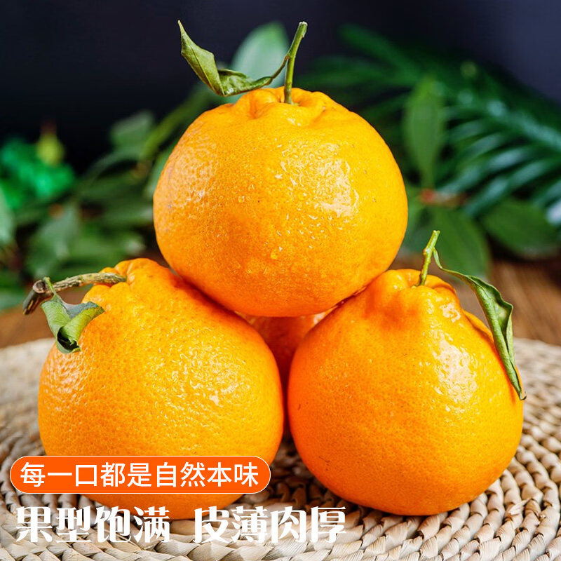 相遇红颜四川眉山春见耙耙柑新鲜橘子正宗粑粑柑当季桔子孕妇水果 5斤(单果70mm起)