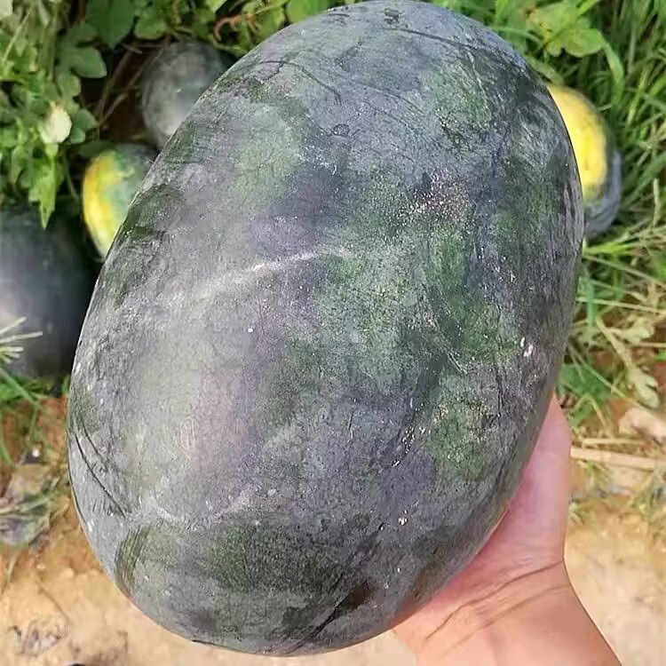 绿熊庄园【顺丰】广西黑美人西瓜新鲜现摘爆甜麒麟西瓜孕妇当季水果整箱 黑美人西瓜净重6-7斤 1枚