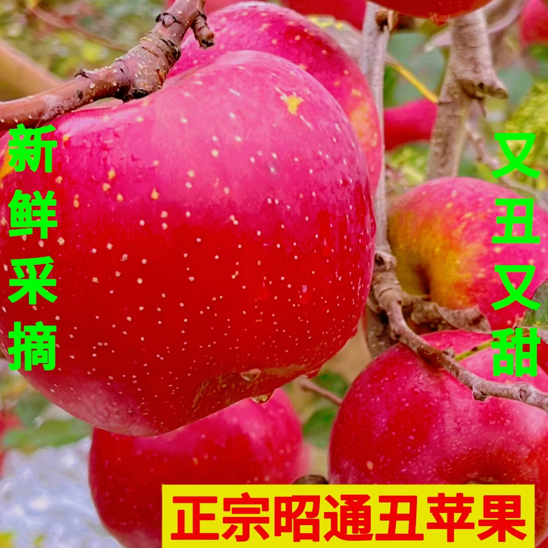 正宗昭通丑苹果冰糖心冬季水果 特大果15-18个 净重9斤