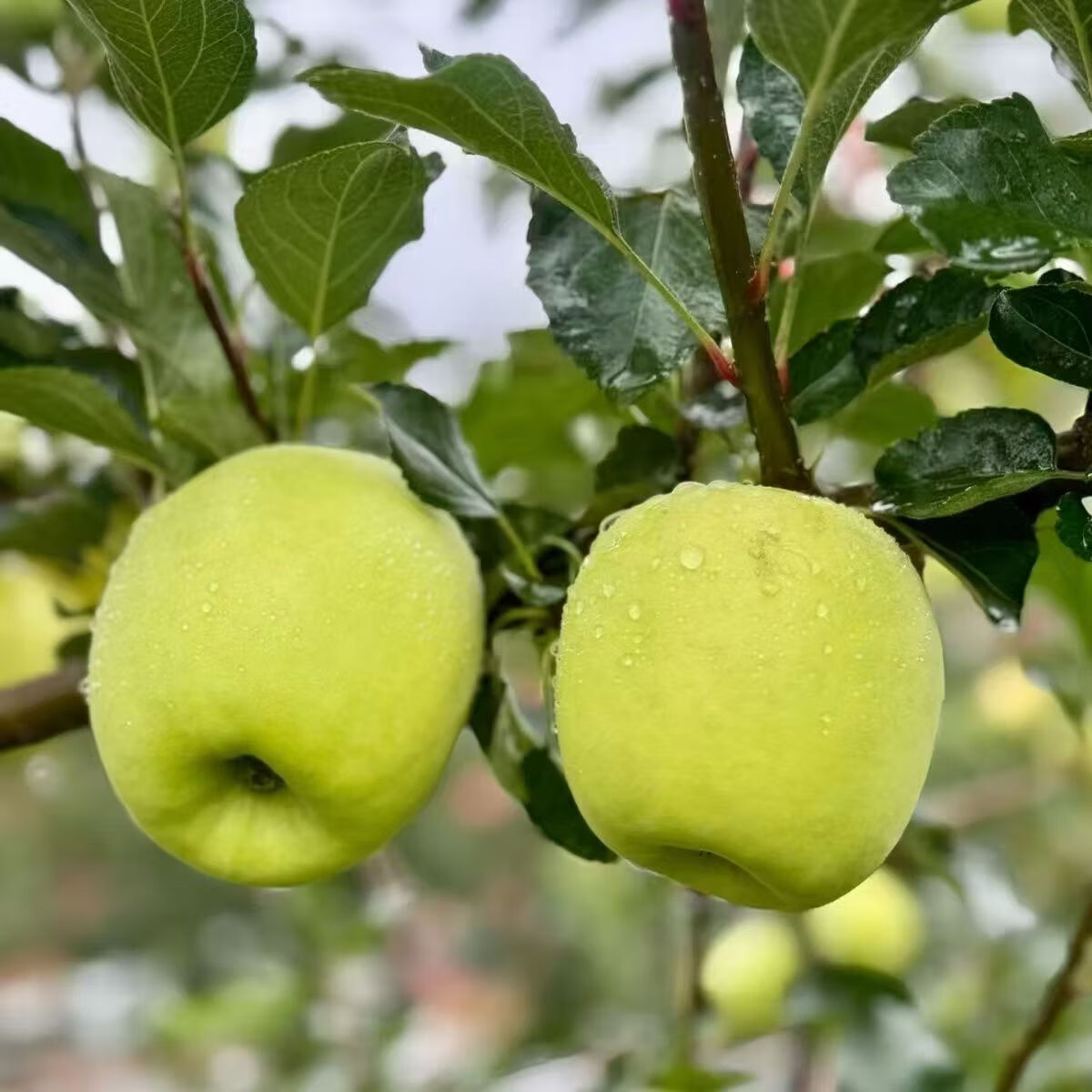 【顺丰发货】云南瑞雪苹果3斤小果(礼盒装) 纯甜无酸 松脆爽口 3斤小果礼盒装