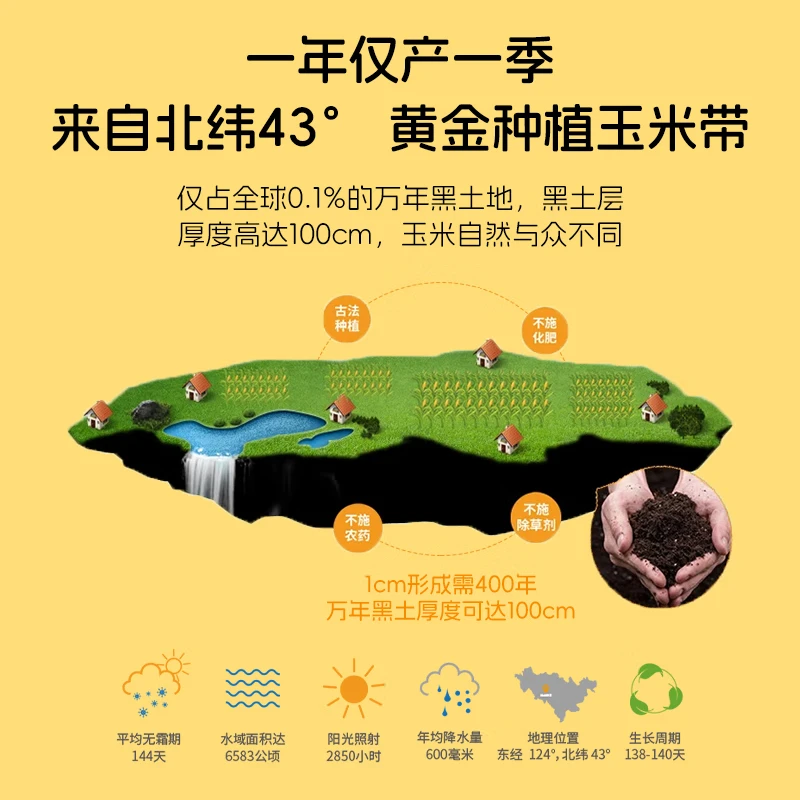 率鲜达黄糯玉米穗东北非转基因黏糯低脂送礼杂粮真空包装4.2斤8穗装 【加量升级黄金14厘米】2200g*1箱