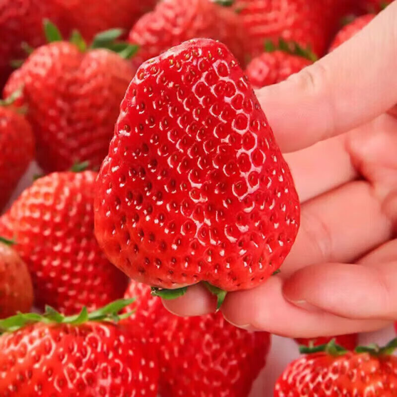 四川大凉山露天红颜草莓奶油草莓现摘新鲜水果生鲜时令礼盒 300g 单果13g-23g  300g*2盒