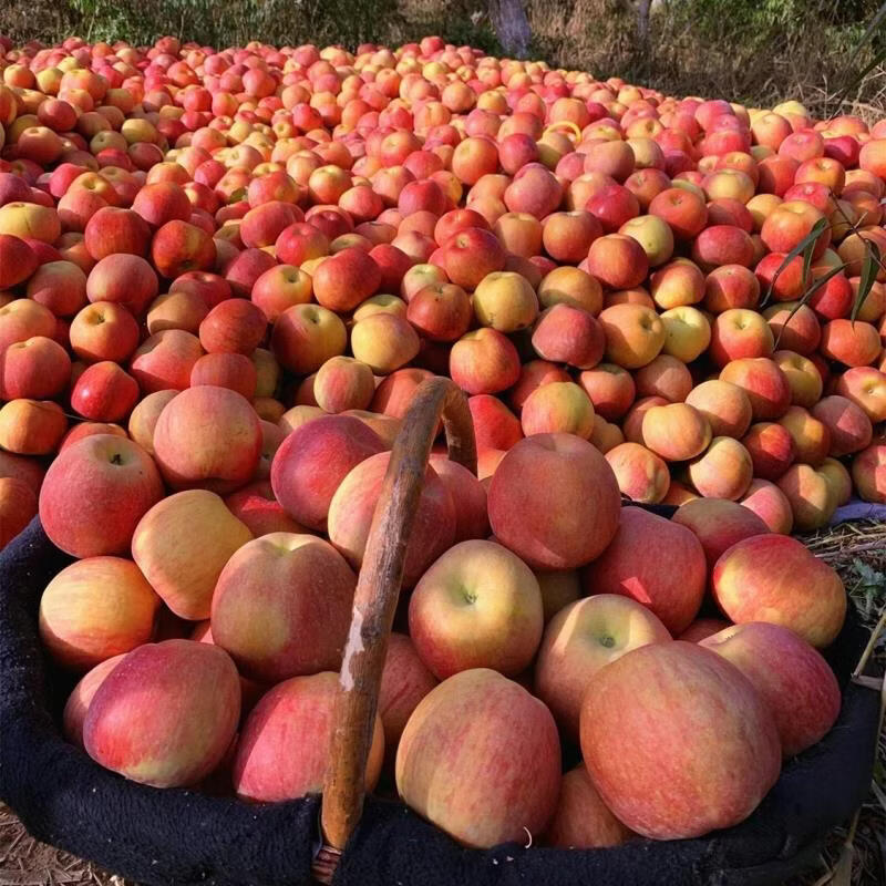 都食田间【顺丰包邮】正宗阿克苏苹果冰糖心新疆丑红富士脆甜多汁产地直发 65-100mm 不同规格果径大小不同_顺丰快递 12颗 精品礼盒95mm以上果王