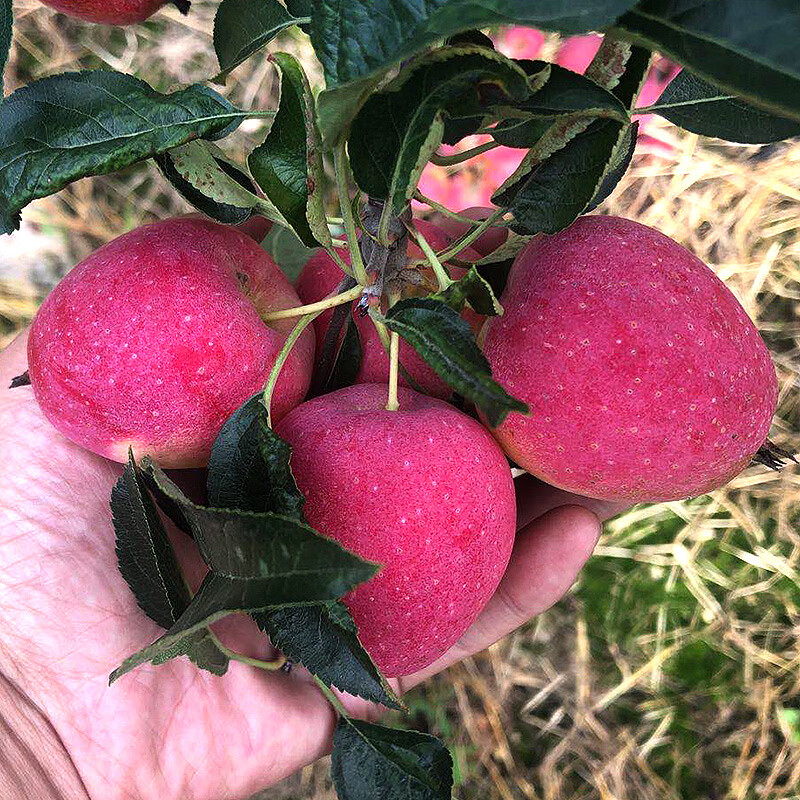 鲜姿麻脸鸡心果东北特产新鲜小苹果脆甜锦绣海棠新鲜孕妇水果水果礼盒 鸡心果净重4斤实惠装(单果30-35g)