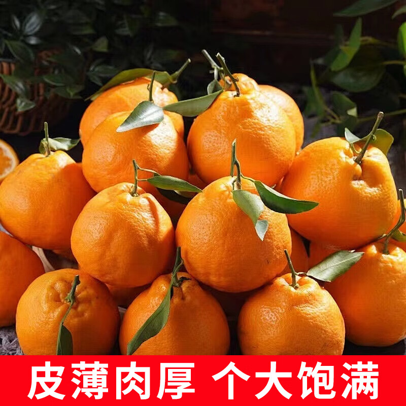 馋果野正宗四川春见耙耙柑新鲜水果丑柑9斤整箱过节送礼水果礼盒柑橘 带箱5斤【中果】70-75mm