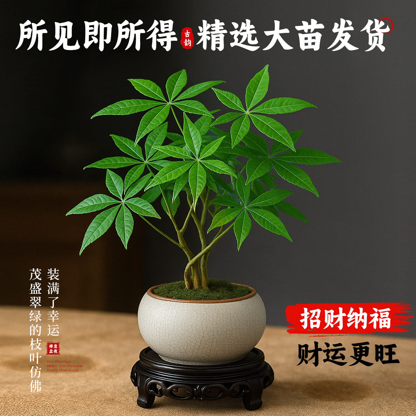 叹为观止五福临门五根富贵竹盆栽中式禅意绿植物办公室内步步高升 金钻+舍得紫砂盆