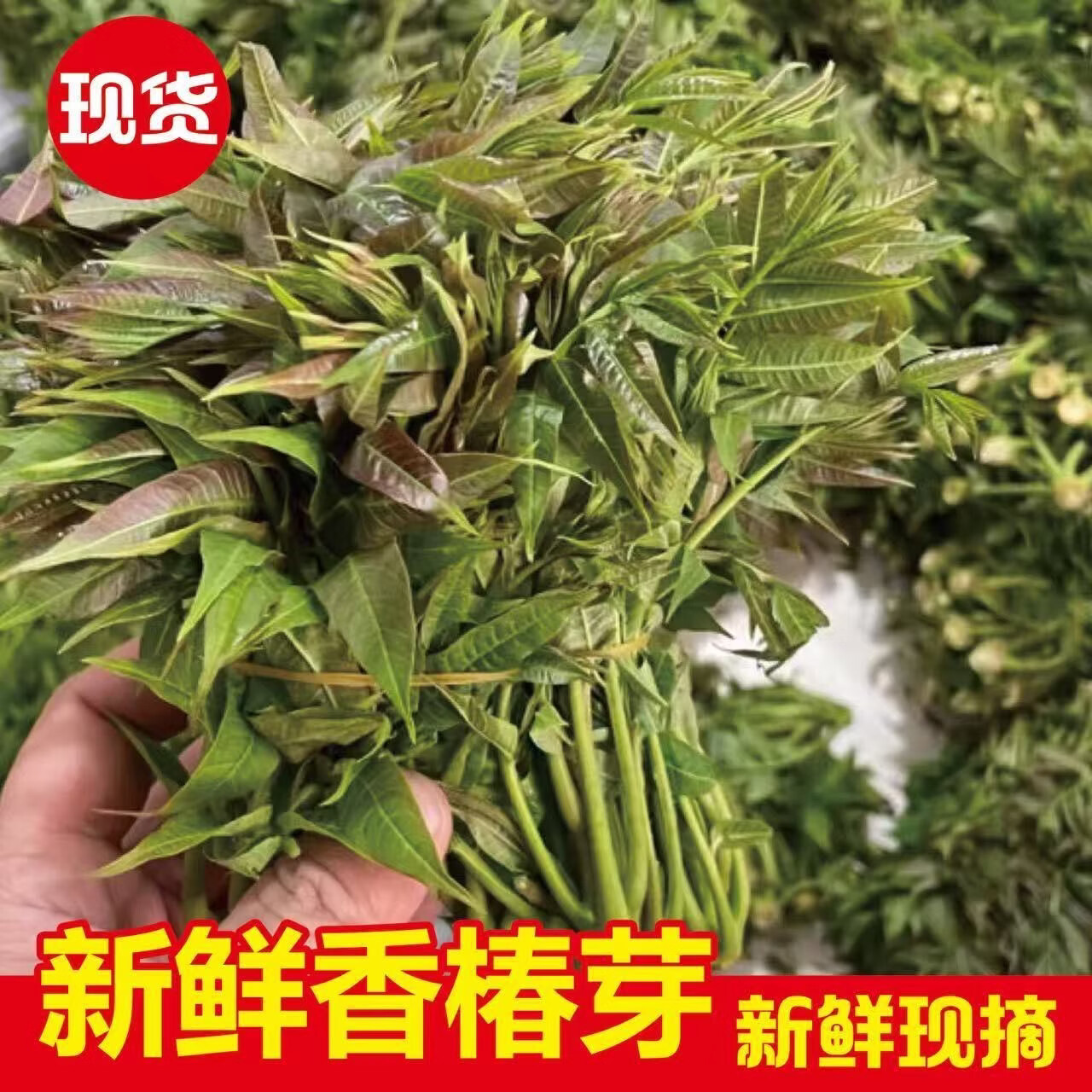 金百粟2026年新鲜头茬香椿芽野菜红绿油香椿叶野生现采香椿蔬菜现摘 0.5斤香椿-顺丰到家