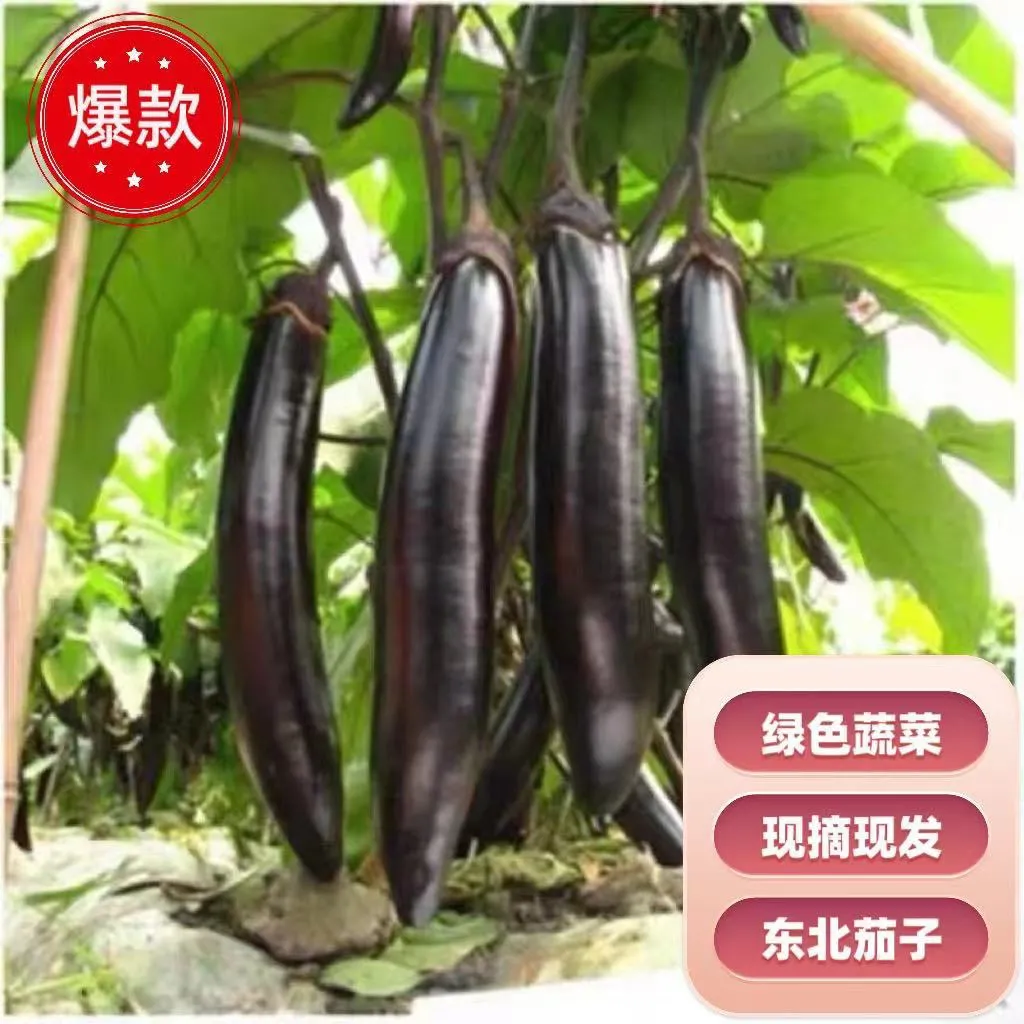 优选老式茄子紫裤紫库新鲜农家蔬菜自种现摘现发可生吃烧烤茄糯茄 带箱9-9.01斤