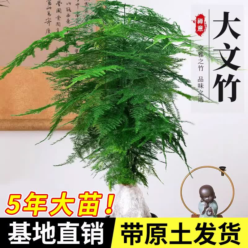 开时果 大文竹盆栽老桩精品植物 四季好养大棵文竹室内阳台大型绿植盆景 5年大文竹+原土球发货/约40-50cm