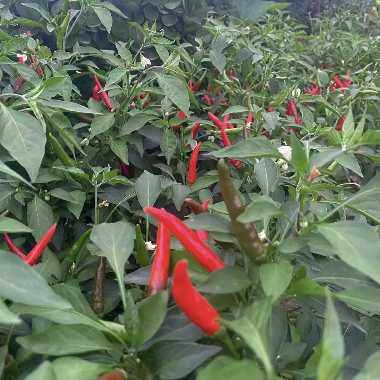 【顺丰包邮】新鲜小米椒朝天椒精选超辣皮薄颜色好送货上门 净重1斤（【尝鲜装，贵在快递费】） 常规纸箱包装