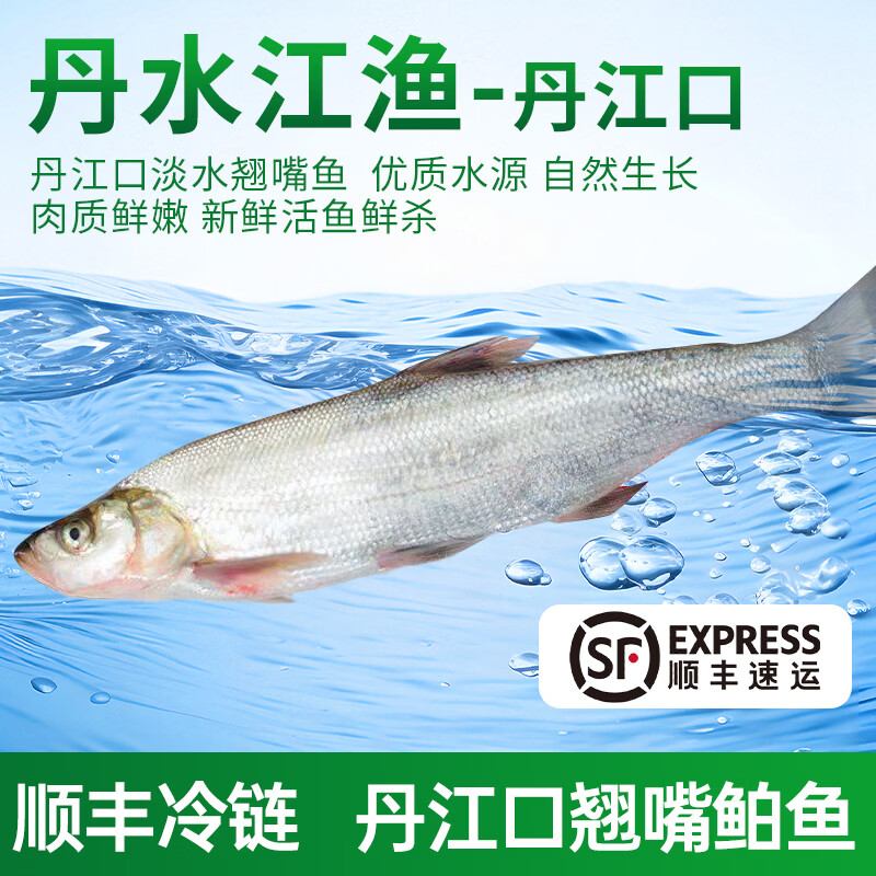 丹水江渔丹江口翘嘴白鱼新鲜生态淡水鱼湖北特产翘嘴鲌鱼大白鱼刁子鱼冰鲜 3斤翘嘴鲌【1斤左右每条   共3条】