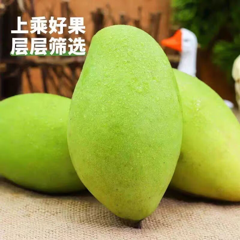 集南鲜 越南进口玉芒果 现摘大青皮黄皮热带芒果新鲜时令生鲜水果 含箱5斤  200g起  净重4.5斤