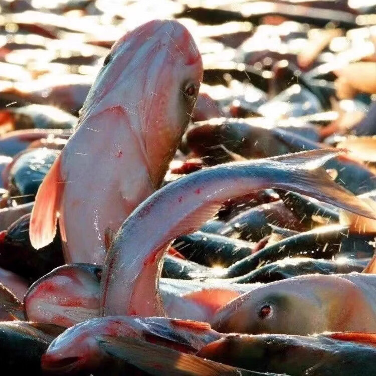 松原冬捕有机胖头鱼查干湖渔场直采年货礼盒新鲜速冻假一赔十 整条净重10斤（胖头鱼精品礼盒）