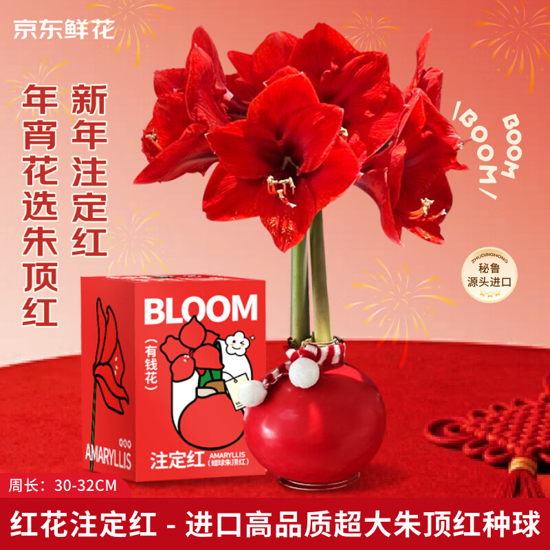 京东鲜花新年年宵礼物进口朱顶红礼盒版-红君主30-32cm蜡球花卉源头直发