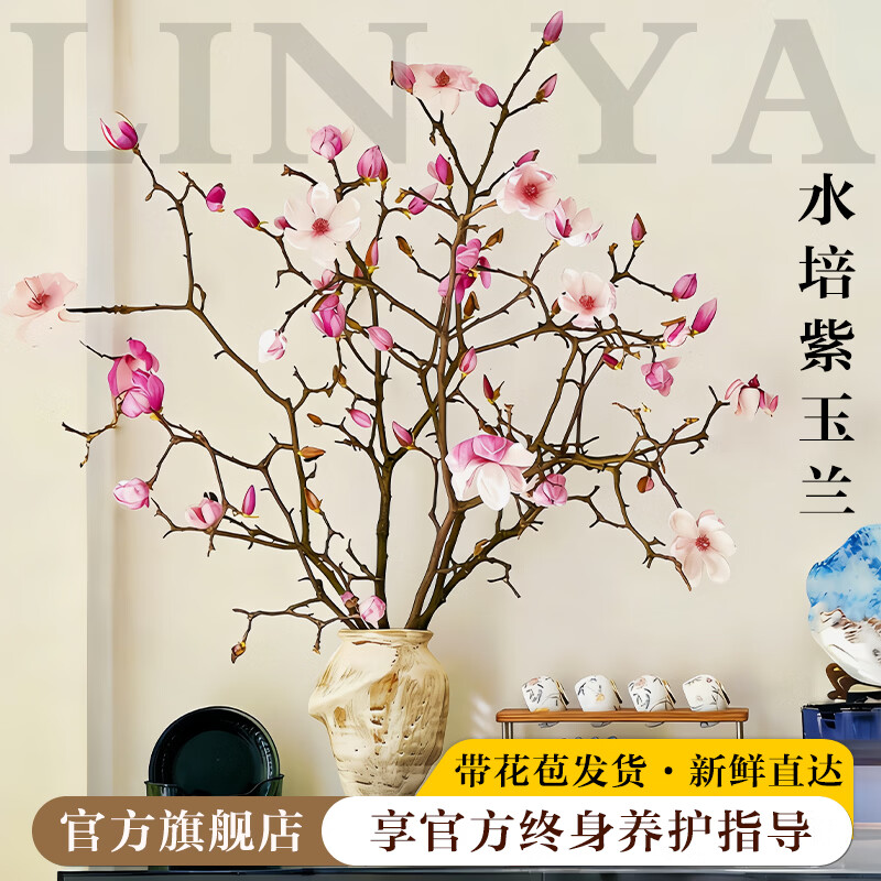 临雅水培植物玉兰花卉干枝带花苞白兰鲜花盆栽室内好养鲜切家用插花禄 【旗舰款】鲜切紫玉兰【40-50cm】2枝