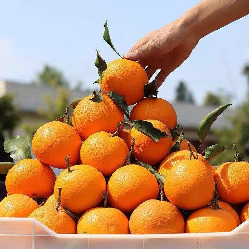 川果四川果冻橙子皮薄爱媛38号大果新鲜当季水果甜橘子10斤 皮薄多汁【精选大果带箱9.1-10斤