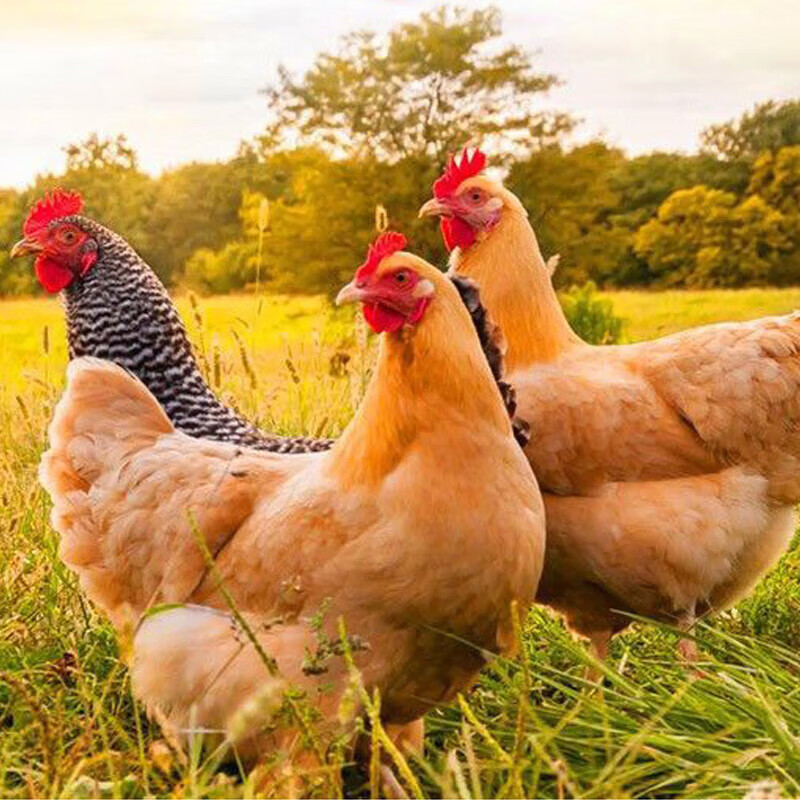 青草家童子鸡3只装 无抗标准谷饲喂养真空净膛生鲜冷冻鸡肉 650g3只装  童子鸡650g*3