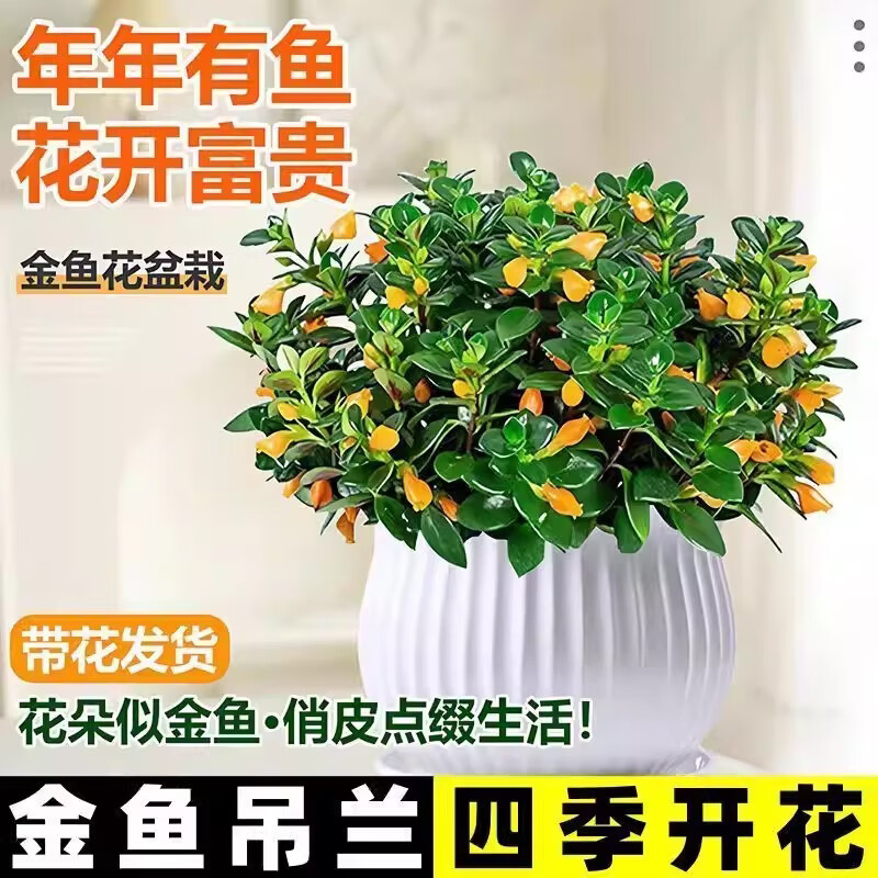 金鱼吊兰鱼花盆栽室内四季客厅开花好养阳台耐寒植物旺宅带花带盆 招财金鱼吊兰2盆+2个盆+原土肥料