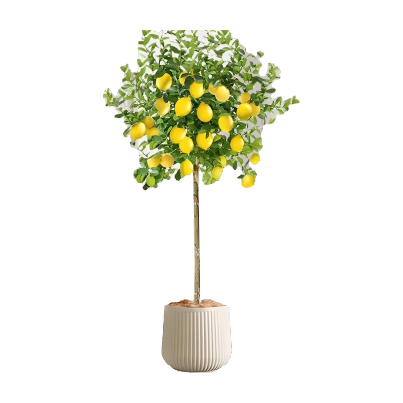 ��ˮ�������������ڹ�����ʳ��ֲ���ļ���������������ֲ���� ������1.5-1.7��+�װ׾۱���+��˿+��+���� 193.7Ԫ