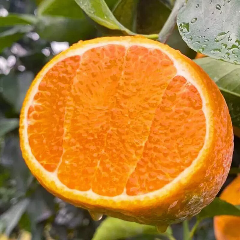 鲜苑胖胖四川春见耙耙柑现摘现发整箱新鲜水果 皮薄汁多 酸甜黄金搭配送礼 3斤特大果（75-80mm）