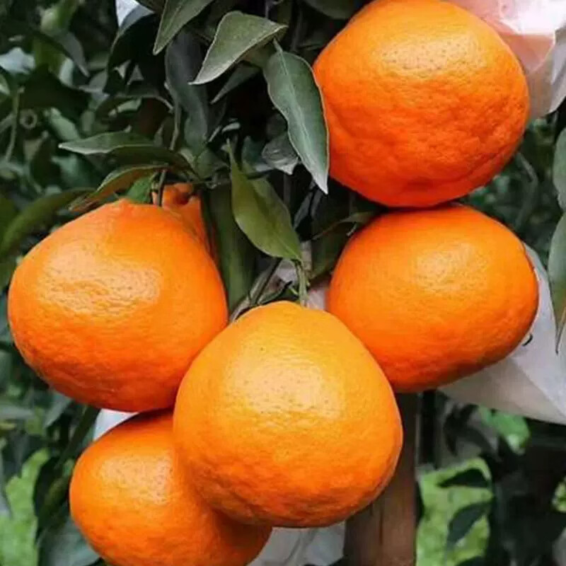 鲜苑胖胖四川春见耙耙柑现摘现发整箱新鲜水果 皮薄汁多 酸甜黄金搭配送礼 3斤特大果（75-80mm）
