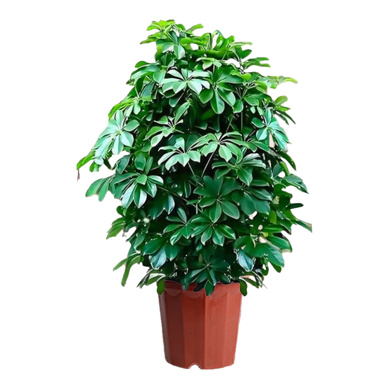 ���ڲ���������Ѽ��ľ���Կ�����ֲ�������ڴ��Ͱ˷�����Ѽ��ľ��Ҷ��ֲ�﷢���� ����Ѽ��ľ60-70cm[ԭ��] 69Ԫ