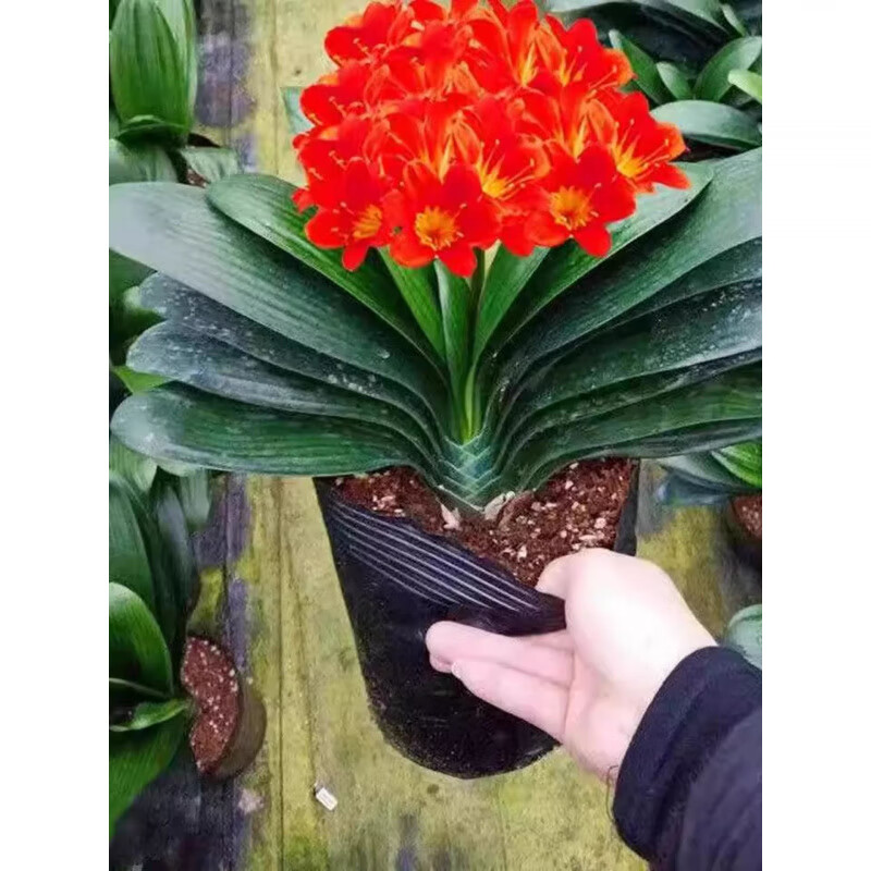 两草三花精品四季君子兰盆栽老苗大小苗花卉绿植室内好养圆头和尚办公摆件 【橘红】+肥料+生根粉 12-14片叶