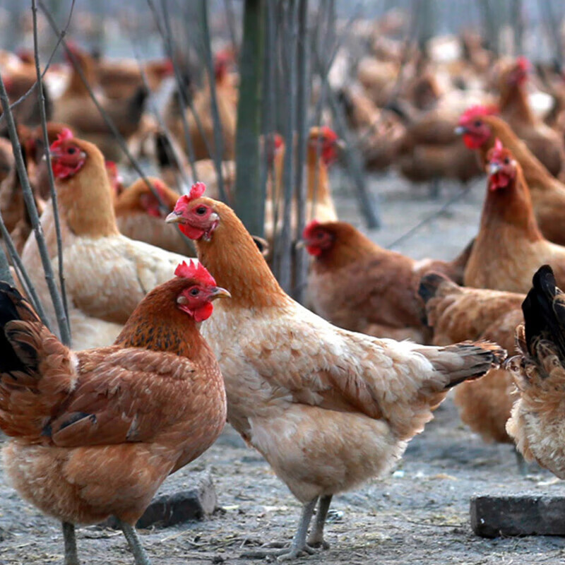 青草家童子鸡3只装 无抗标准谷饲喂养真空净膛生鲜冷冻鸡肉 650g3只装  童子鸡650g*3