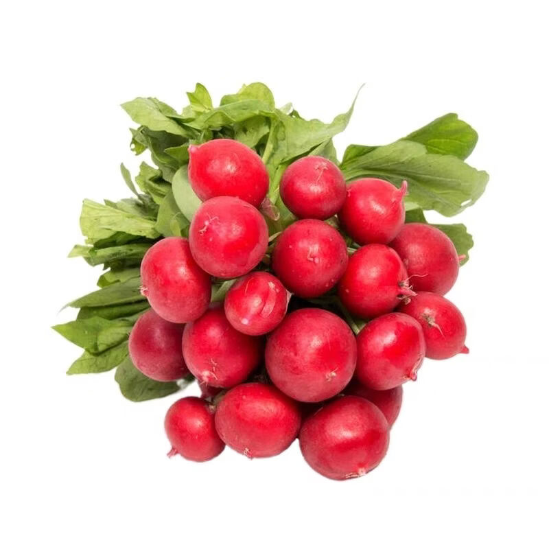 南宁产地直供樱桃萝卜新鲜红皮水果小萝卜生吃健康沙拉水果萝卜 净重9斤
