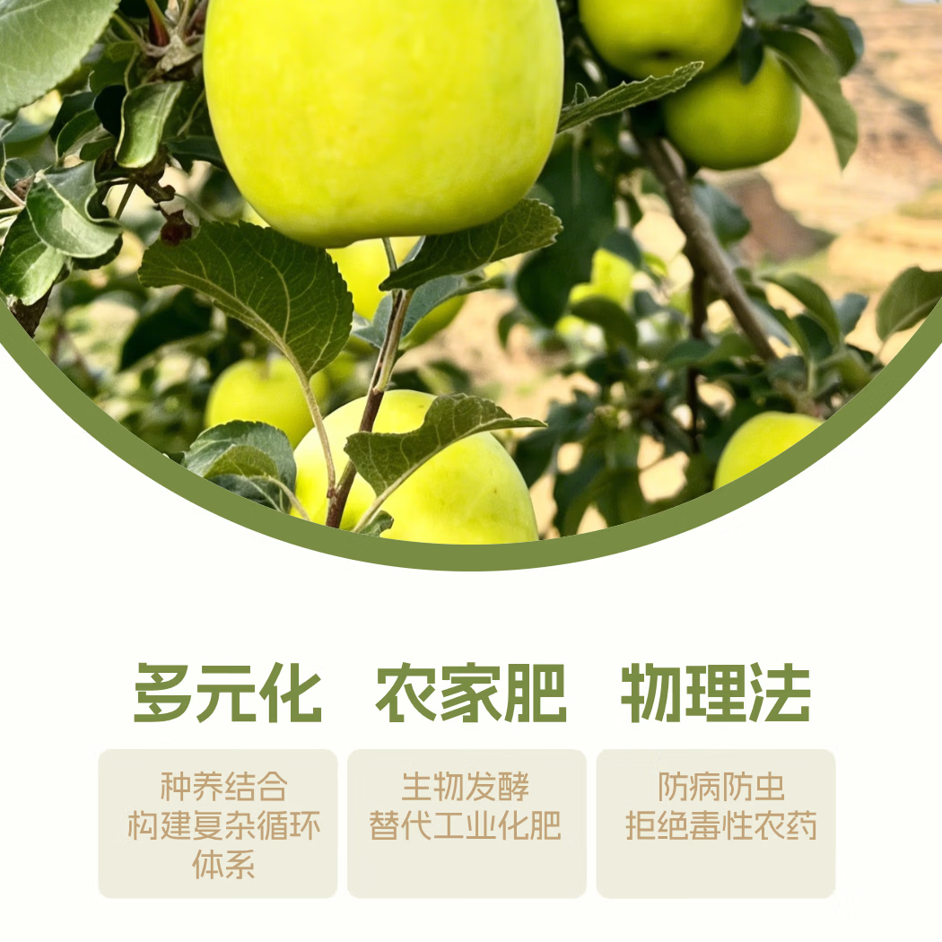 稼同公社生态优选瑞雪苹果臻礼 精品礼盒12枚大果(80mm) D ultra (圆扇褶)