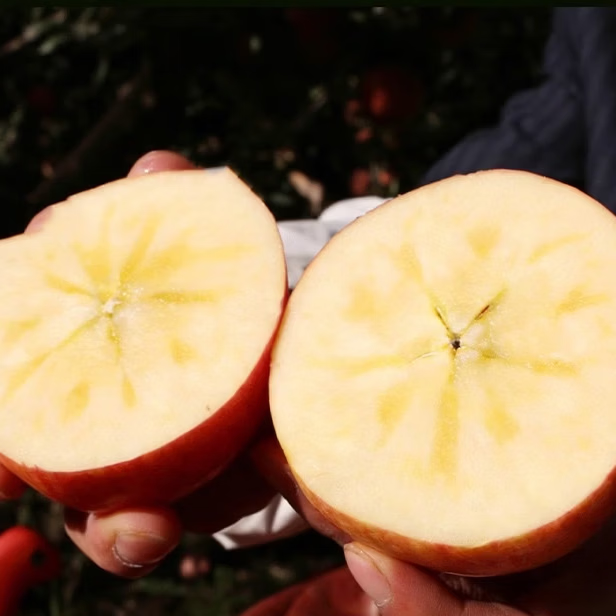 新疆阿克苏冰糖心苹果脆甜多汁无渣整箱装送礼优选 新果 顺丰包邮 带箱10斤单果85mm+净重8.5斤