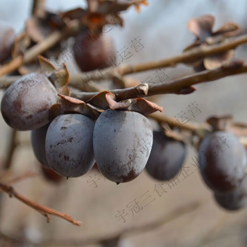 沂蒙量籽新鲜无核黑枣柿枣无核软枣黑枣小柿子黑枣圆枣 202g*1袋 沂蒙山特产店出品无干燥剂