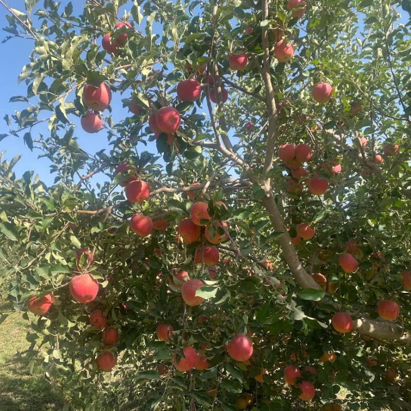 都食田间正宗阿克苏冰糖心苹果新疆生鲜脆甜多汁整箱新鲜采摘产地直发水果 中通/邮政随机不接受指定_110-350g 12个 礼盒果王，约8-9斤