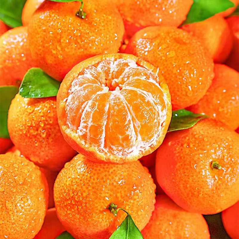 中果农茂广西砂糖橘当季新鲜水果现摘金秋沙糖桔柑橘蜜桔橘子孕妇桔子整箱 精选装-净重8斤【30-40mm+】