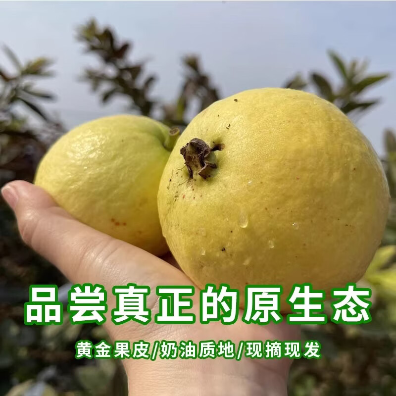 绿熊庄园京东快递奶油软糯红白心芭乐番石榴新鲜当季香甜软芭乐健康轻食 双拼红白心芭乐 净重3斤