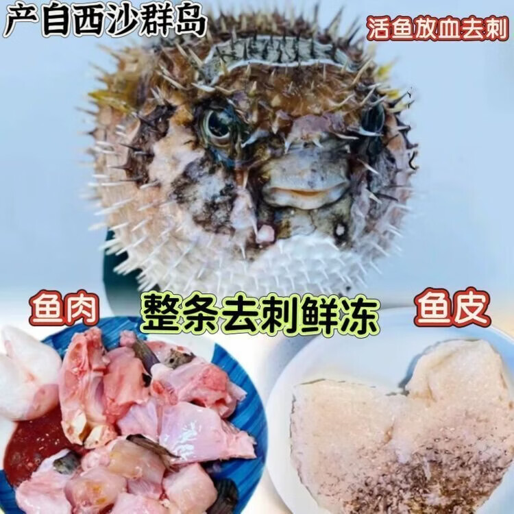 【顺丰包邮】正宗海南野生刺鲍鱼刺龟海南刺豚鱼皮海南高档海鲜 每条 2.5-3.01斤【发三条】海南千年渔港直发【野生】