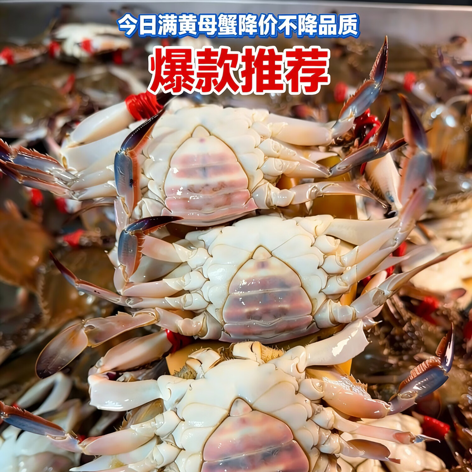 莱州梭子蟹鲜活新鲜飞蟹 海鲜大礼包年货礼盒 海鲜礼盒 海鲜鲜活 梭子蟹鲜活母满黄 每只9两-1斤 8只装