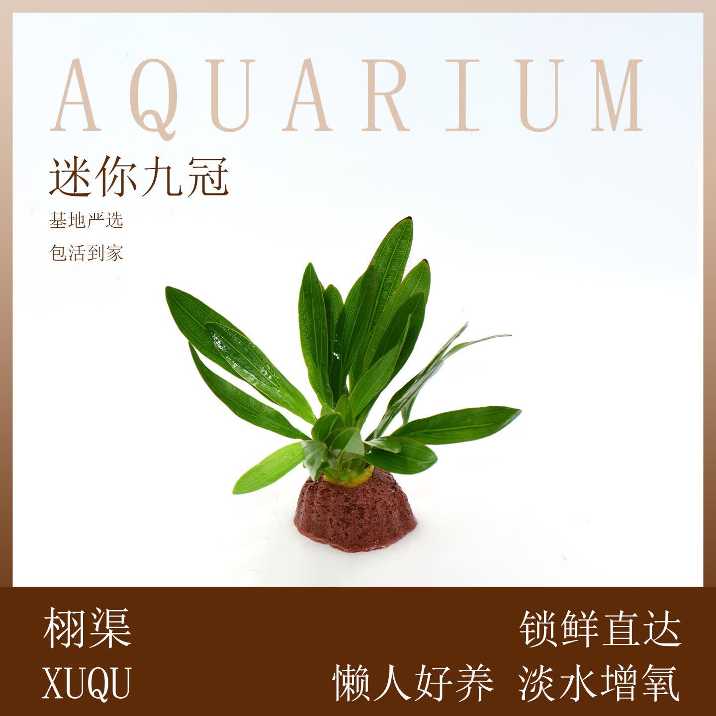 栩渠火山石水草植物鱼缸造景专用水培阴性蜈蚣草绿菊真草增氧绿植摆件 【火山石】迷你九冠 小巧精致 造景百搭 无规格