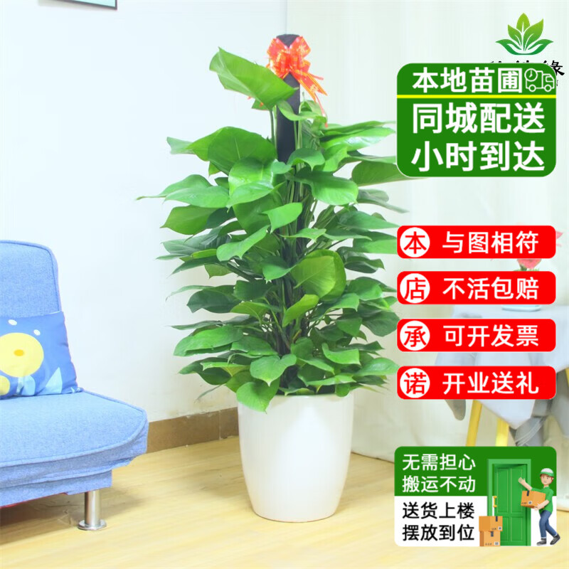 仙植緣【同城配送】1.8米大葉綠蘿柱大盆栽辦公室內(nèi)客廳開業(yè)喬遷綠植物 |高1.4-1.5米|綠蘿柱|白瓷盆 專車送貨 更快更好