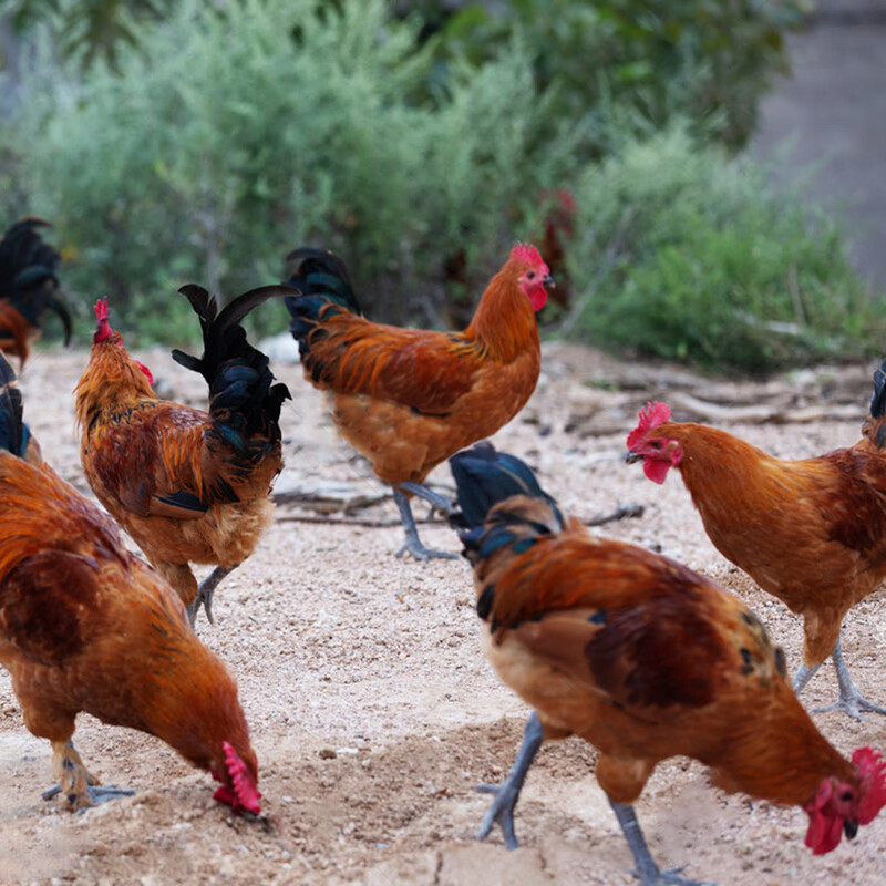 虞大爷散养土公鸡土鸡整鸡净重鸡肉公鸡鸡公生鲜 散养小公鸡2斤*2只