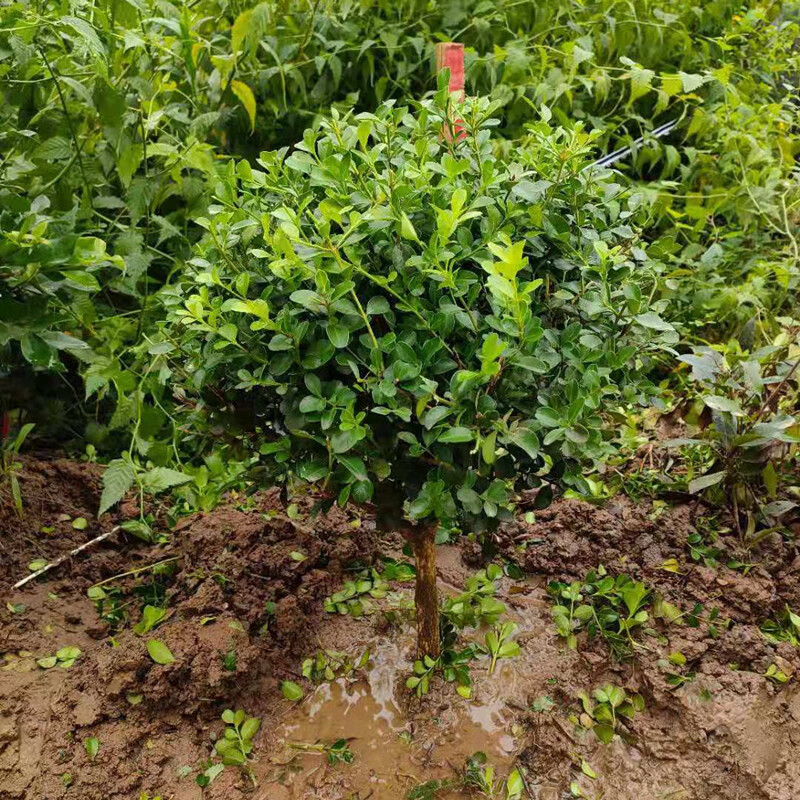 球 棒棒糖型 千年矮小叶黄杨道路庭院绿化苗木黄杨树造型树苗地景黄杨