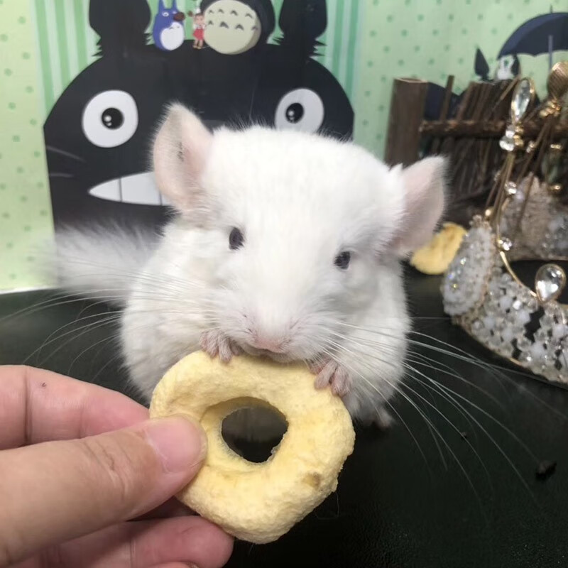 double yellow龙猫活体幼崽 龙猫活物毛丝鼠可爱家养宠物鼠活宠 金粉