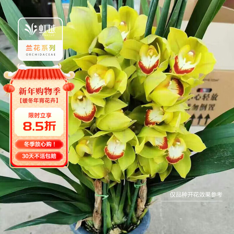 虹越2026新品大花蕙蘭盆栽裝飾花卉白玉香蘭年宵花耐寒蘭花YN 【5枝以上】大花惠蘭 往日回憶(桌面)