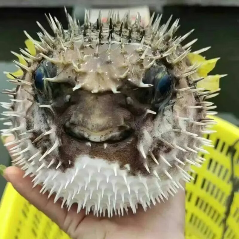 【顺丰包邮】正宗海南野生刺鲍鱼刺龟海南刺豚鱼皮海南高档海鲜 每条 2.5-3.01斤【发三条】海南千年渔港直发【野生】