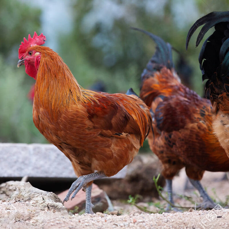 虞大爷散养土公鸡土鸡整鸡净重鸡肉公鸡鸡公生鲜 散养小公鸡2斤*2只