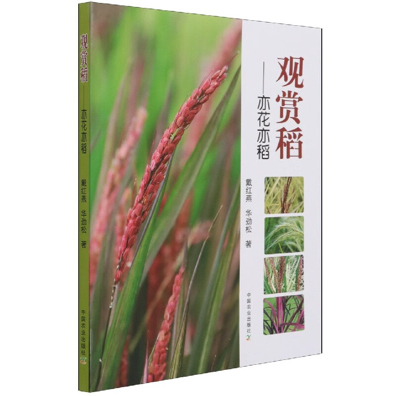 观赏稻——亦花亦稻