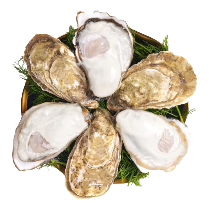 ���ڲ��������׵�������Ǣ ��ɽ��� 4XL����5��(Լ12-16ֻ) 39.8Ԫ(����ȯ�����׹�)