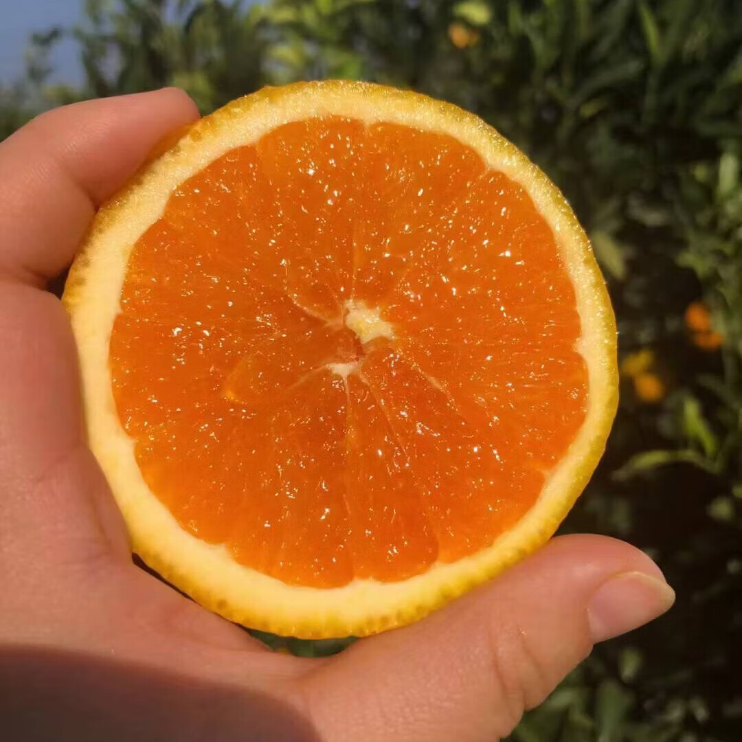 江橙诗语秭归脐橙湖北九月红果冻橙 当季新鲜手剥甜橙子孕妇酸甜皮薄多汁 净重9斤大果彩箱【70-80mm20-25个左右】