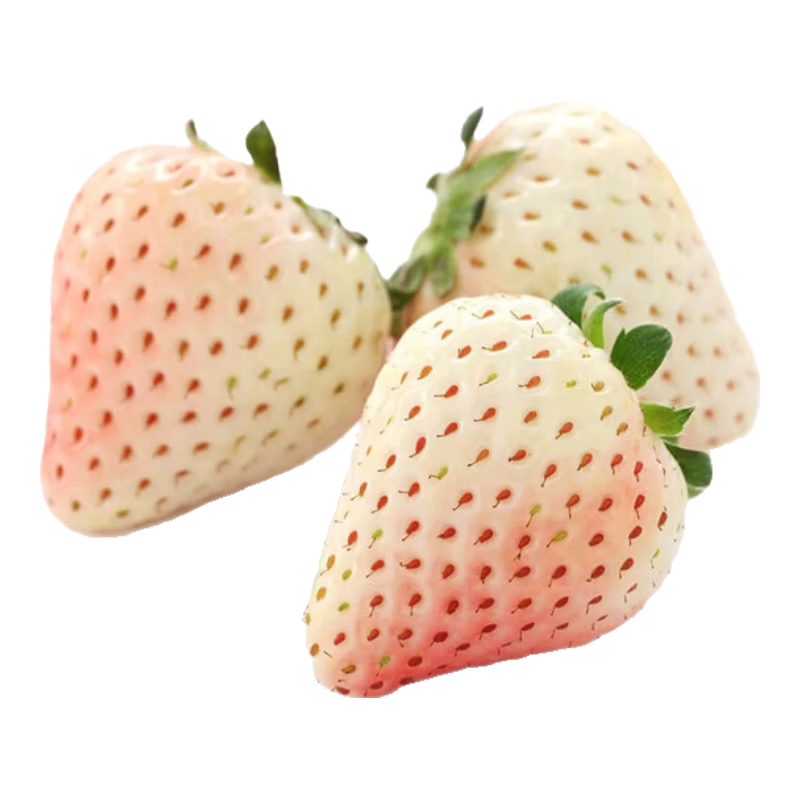 ������ ɽ���ײ�ݮ 2��װ ����20g+  69.9Ԫ