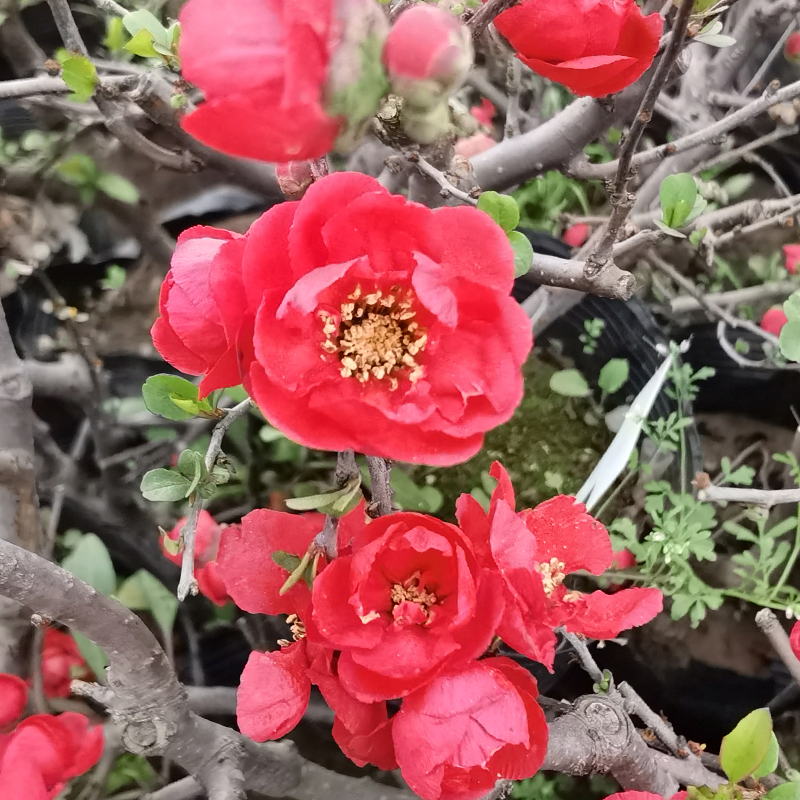 海棠花盆栽长寿冠带花苞重瓣花卉庭院阳台耐寒耐旱好养的盆景 长寿冠